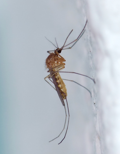 冬キャンプは虫がいない？ゼロではありません！そんな冬の虫を徹底調査！