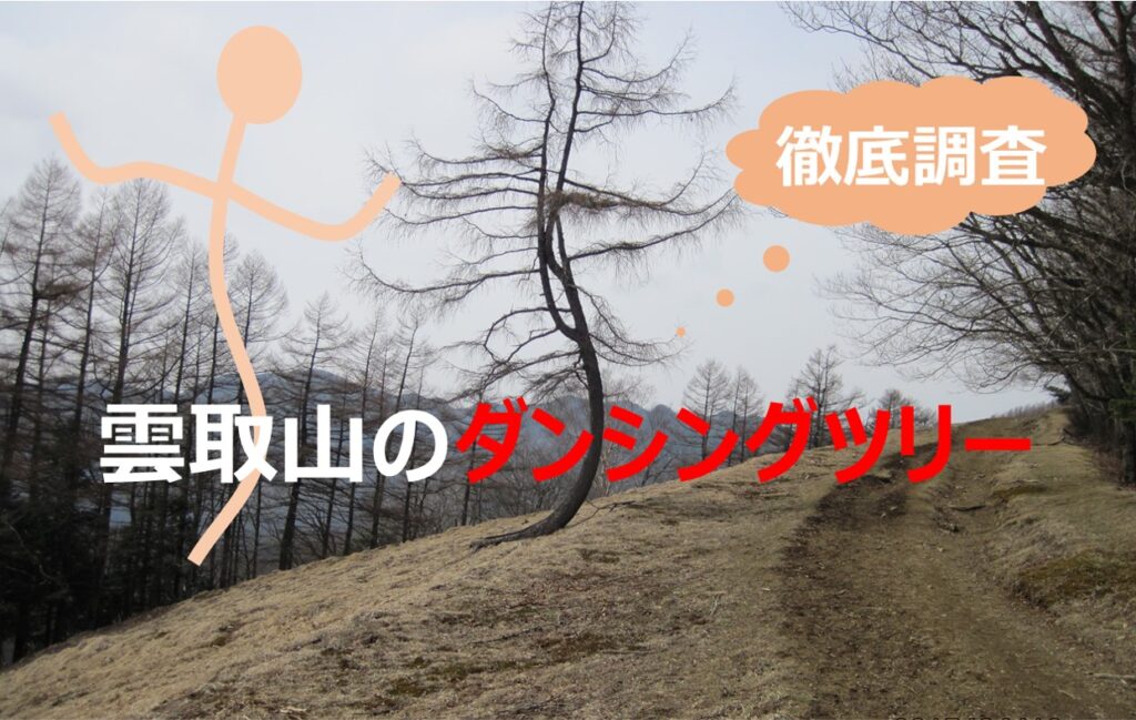 雲取山のダンシングツリー|登山者を惹きつけるダンシングツリーの魅力を徹底調査