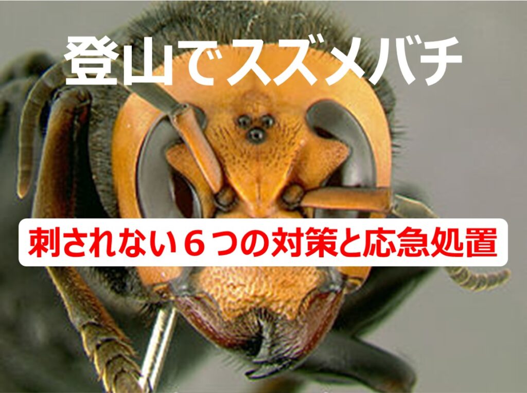 登山でスズメバチ 刺されない為の６つの対策と もしも の時の