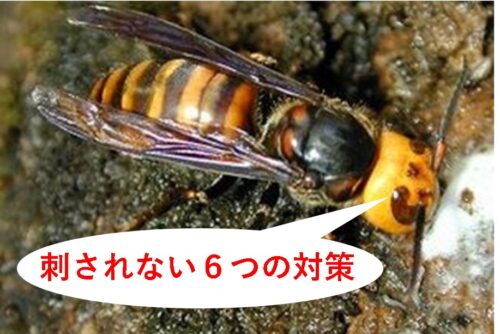 登山でスズメバチ 刺されない為の６つの対策と もしも の時の応急処置を徹底調査