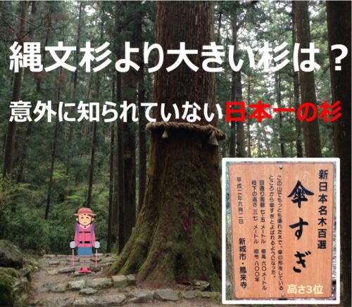 縄文杉より大きい杉は？｜意外に知られていない日本一の杉を幹周り・高さ別にランキング