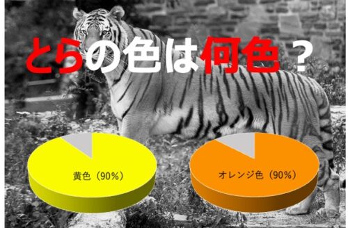 虎（とら）の色は何色？日本人の多くが意外に勘違いしている虎（とら）の色